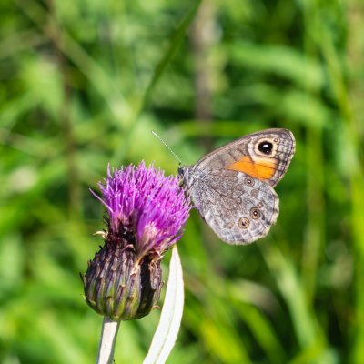 Lasiommata maera (okáč ječmínkový), SK, u Rakytovských plies