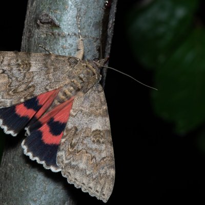 Catocala nupta (stužkonoska olšová), Březina