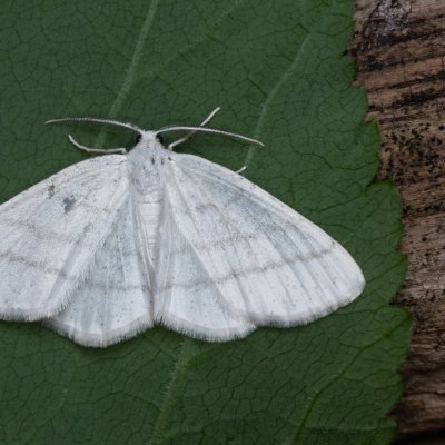 Cabera pusaria (světlokřídlec obecný), Augšperský potok