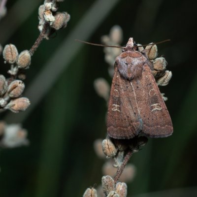Xestia xanthographa (osenice žlutoskvrnná), Kývalka
