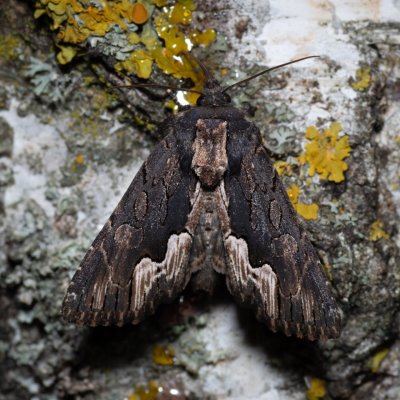 Dypterygia scabriuscula (blýskavka šťovíková), Zbýšovská halda