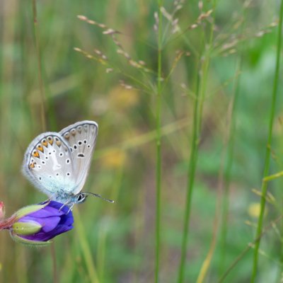 Aricia eumedon (modrásek bělopásný), SK, Štôla