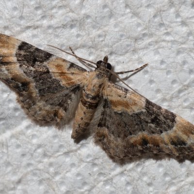 Eupithecia linariata (píďalička květelová), Žebětín