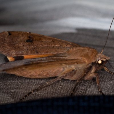 Noctua pronuba (osenice šťovíková), Augšperský potok