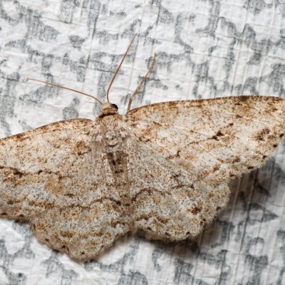 Ectropis crepuscularia (různorožec orlíčkový), Podkomorské lesy, Kopeček