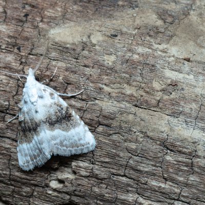 Meganola albula (drobnuška ostružiníková), Augšperský potok