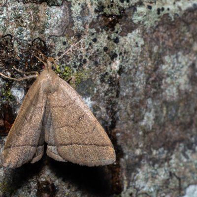Herminia tarsipennalis (žlutavka hnědožlutá), HR, Krasno