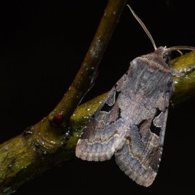 Orthosia gothica (jarnice ovocná), Kývalka