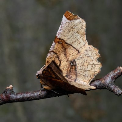 Selenia lunularia (zejkovec maliníkový), Augšperský potok