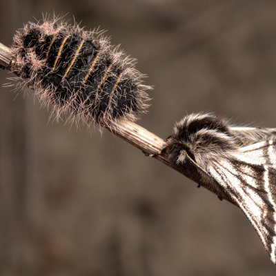 Lycia zonaria (drsnokřídlec bělopásný), PP Člupy