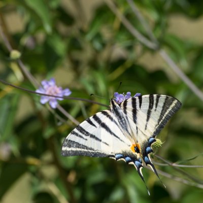 Iphiclides podalirius (otakárek ovocný), IT, Museo del Monte San Michele