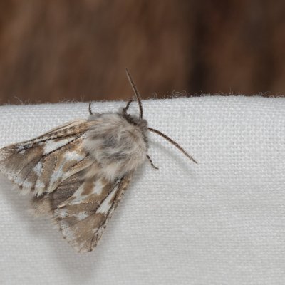 Dyspessa ulula (drvopleň cibulový), NPP Stránská skála