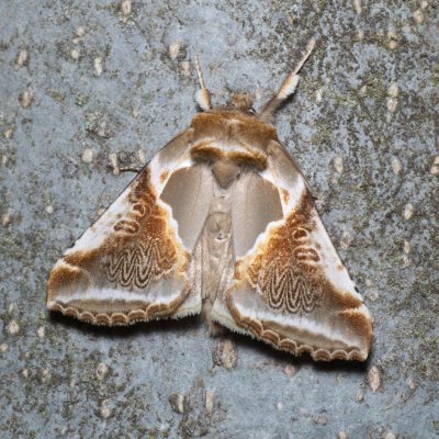 Habrosyne pyritoides (můřice bělopásná), NS Bučín