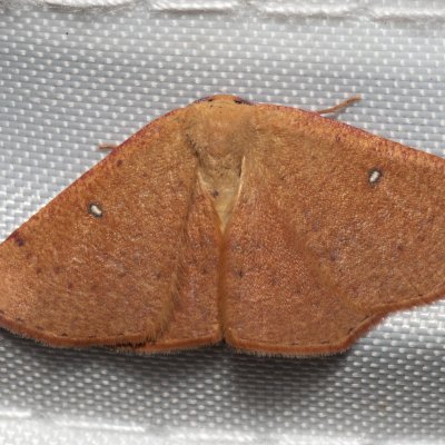 Cyclophora puppillaria (očkovec očkovaný), GR, Arakli, Korfu