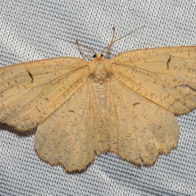 Angerona prunaria (zejkovec trnkový), NPP Jeskyně Pekárna