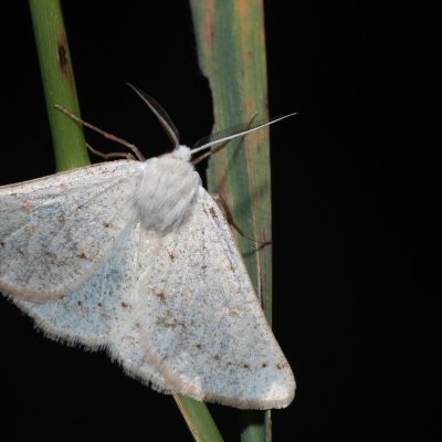 Dyscia conspersaria (světlokřídlec šalvějový), PR Svatý kopeček
