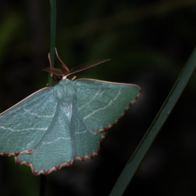 Thalera fimbrialis (zelenopláštník mateřídouškový), Havranické vřesoviště