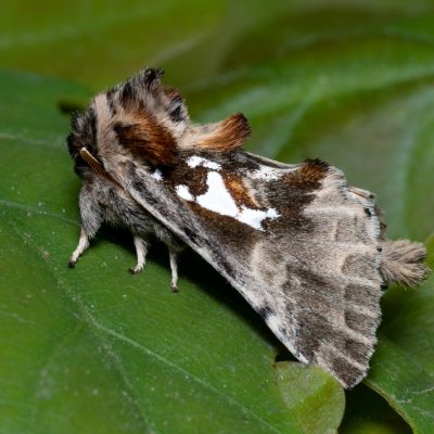 Spatalia argentina (hřbetozubec stříbroskvrnný), PR Bosonožský hájek