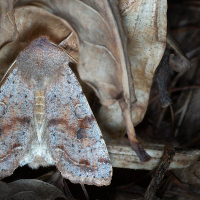 Orthosia incerta (jarnice březnová), Kývalka