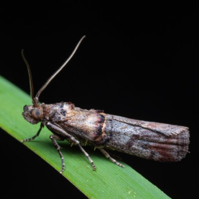 Trachonitis cristella (-), PP Bobrava