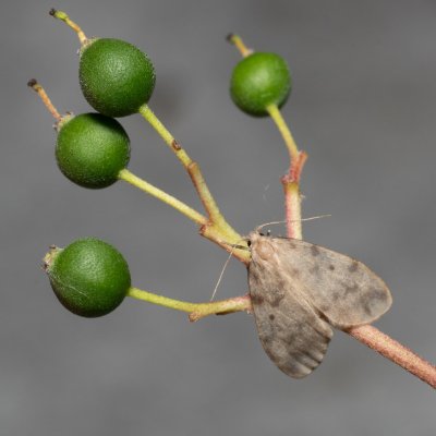 Nudaria mundana (lišejníkovec průsvitný), Hády