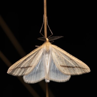 Aspitates gilvaria (-), PP Černice