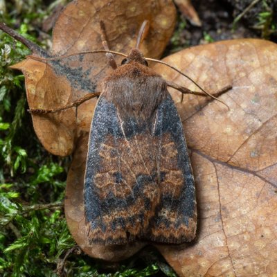 Conistra vaccinii (zimovnice brusnicová), Kamenný vrch