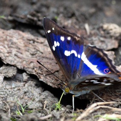 Apatura iris (batolec duhový), Lukovany