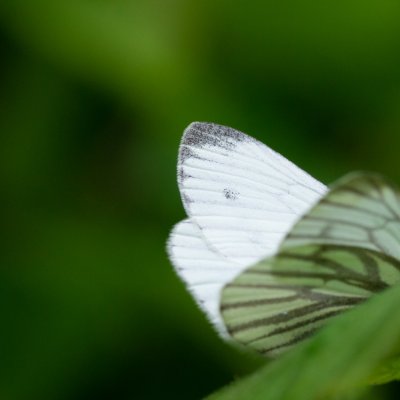 Pieris napi (bělásek řepkový), Křtiny