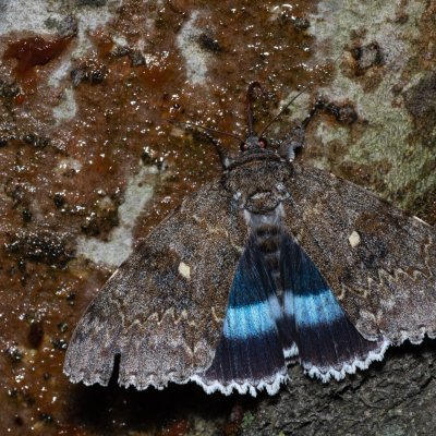 Catocala fraxini (stužkonoska modrá), Bratčice