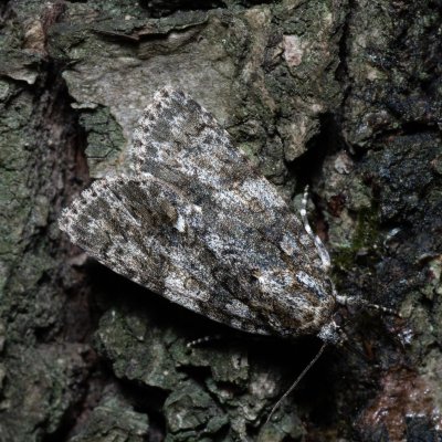 Acronicta rumicis (šípověnka hojná), Žebětín