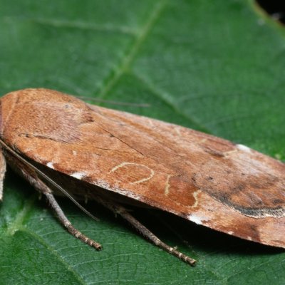 Noctua interposita (osenice přehlížená), PR Kamenný vrch