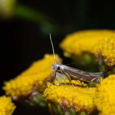 Isophrictis sp., Kývalka