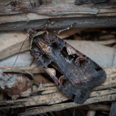 Xestia c-nigrum (osenice černé C), PP Augšperský potok