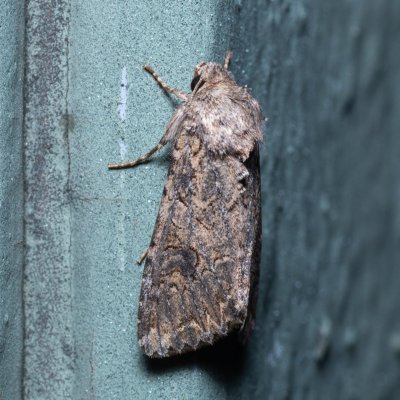 Anarta trifolii (můra jetelová), Kývalka