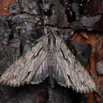 Auchmis detersa (šedavka dřišťálová), PP Černice