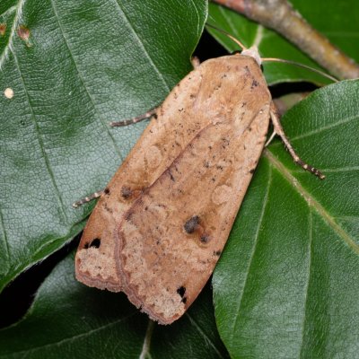 Noctua pronuba (osenice šťovíková), Žebětín