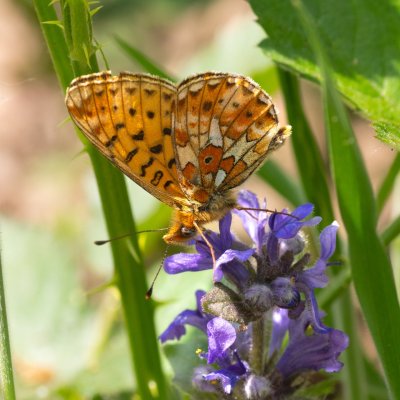 Boloria euphrosyne (perleťovec fialkový), NS Bučín