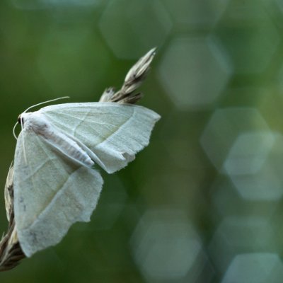 Campaea margaritaria (běločárník habrový), Žebětín
