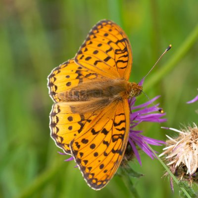 Argynnis aglaja (perleťovec velký), SK, Štôla