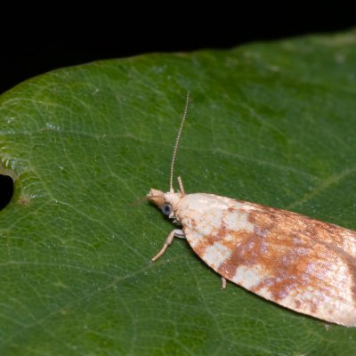 Aleimma loeflingiana (obaleč dubinový), Kývalka