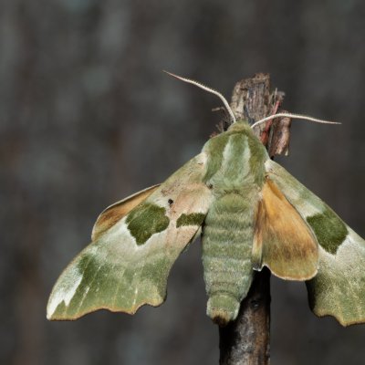 Mimas tiliae (lišaj lipový), Žebětín