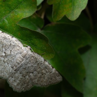 Charissa pullata (šerokřídlec tymiánový), NPR Děvín