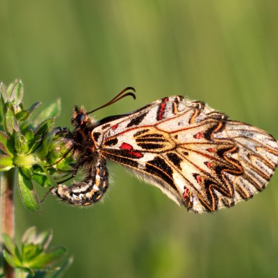 Zerynthia polyxena (pestrokřídlec podražcový), Nové Mlýny - střed