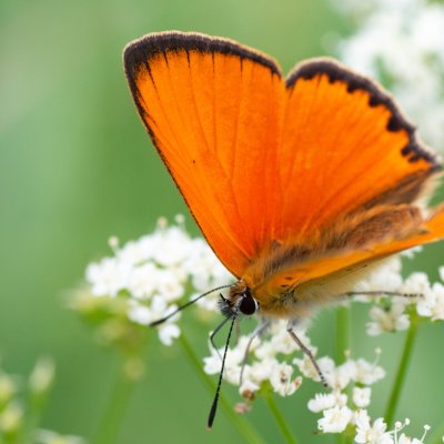 Lycaena virgaureae (ohniváček celíkový), SK, Štôla