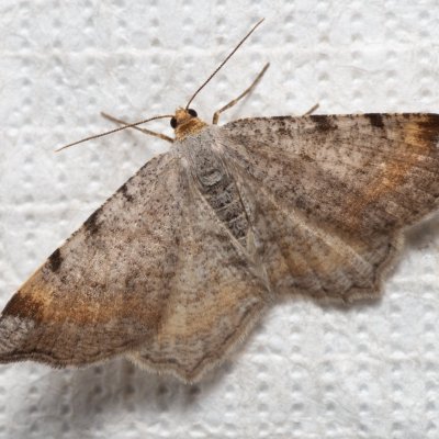 Macaria liturata (kropenatec sosnový), Podkomorské lesy, Kopeček