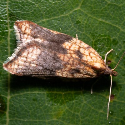 Acleris rhombana (-), PR Kamenný vrch