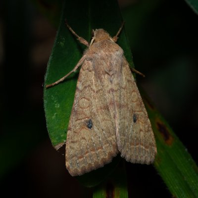 Agrochola circellaris (polnice jívová), Kývalka