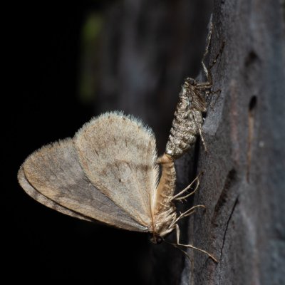 Operophtera brumata (píďalka podzimní), Žebětín