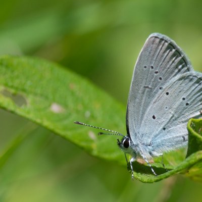 Cupido decoloratus (modrásek tolicový), SK, Štôla